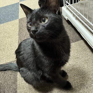 元気で優しい黒猫「きゅろ」ちゃん