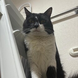 やさしいオスのねこ