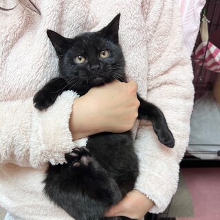 黒猫ムツちゃん（兄妹一緒のお迎えを希望しています）