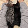 黒猫ムツちゃん（兄妹一緒のお迎えを希望しています） サムネイル2
