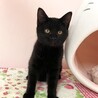 黒猫ムツちゃん（兄妹一緒のお迎えを希望しています） サムネイル3