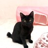 黒猫ムツちゃん（兄妹一緒のお迎えを希望しています） サムネイル4