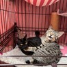 黒猫ムツちゃん（兄妹一緒のお迎えを希望しています） サムネイル5