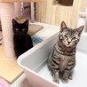 黒猫ムツちゃん（兄妹一緒のお迎えを希望しています） サムネイル7