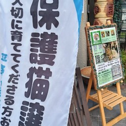 第37回 平野ろまねこ譲渡会 サムネイル3