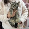 キジトラたら君（黒猫ムツと兄妹一緒にお迎えを希望） サムネイル2