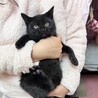 キジトラたら君（黒猫ムツと兄妹一緒にお迎えを希望） サムネイル7