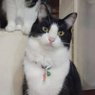 半長毛のふわふわハチワレの豆次郎♬