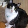 半長毛のふわふわハチワレの豆次郎♬ サムネイル2