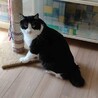 半長毛のふわふわハチワレの豆次郎♬ サムネイル3