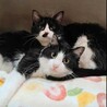 半長毛のふわふわハチワレの豆次郎♬ サムネイル4