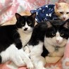 半長毛のふわふわハチワレの豆次郎♬ サムネイル5