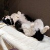 半長毛のふわふわハチワレの豆次郎♬ サムネイル6