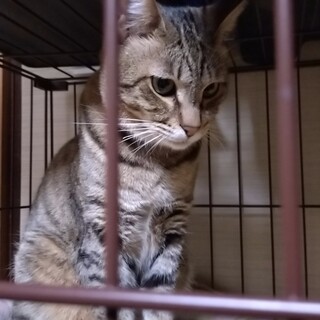 大切に育ててくれる方募集！