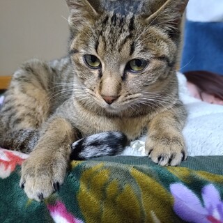 大切に育ててくれる方募集！