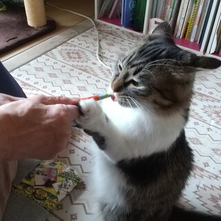 大切に育ててくれる方募集！