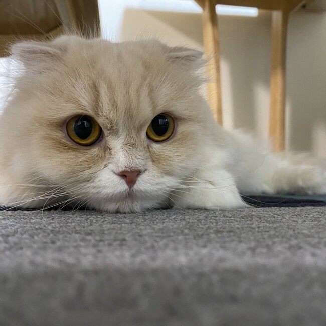 Cattery TOMOのカバー写真