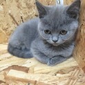 （４ヶ月）ブリティッシュショートヘア（女の子）
