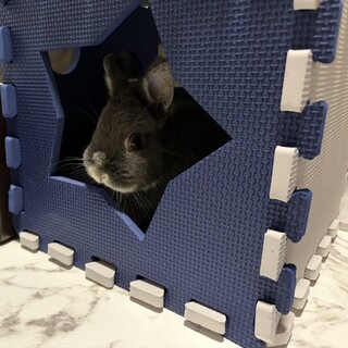 女の子　ネザーランドドワーフ！！