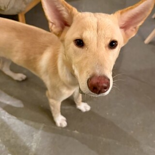 白靴下を履いたようなすずこ♪