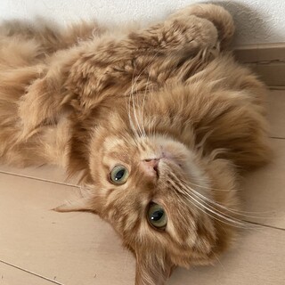 6歳兄弟猫〈長毛茶トラ〉」滋賀県 - 猫の里親募集(535532) :: ペットの