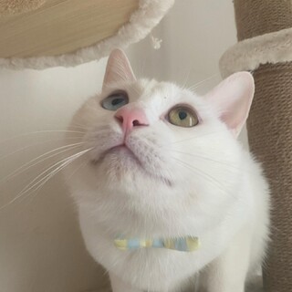 兄弟猫〈白猫オッドアイ〉