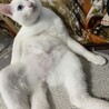白猫オッドアイ もちもち大福みたいな子 サムネイル6