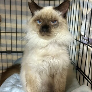 甘えん坊長毛シャムMIX　パンくん