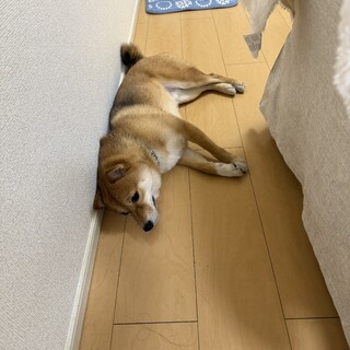 かわいい豆柴2歳