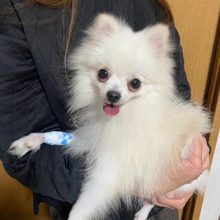 尻尾フリフリ！ポメくん