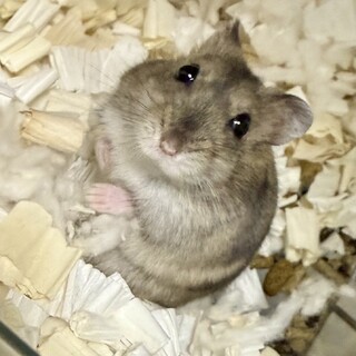 ジャンガリアンハムスター(アグーチカラー)女の子