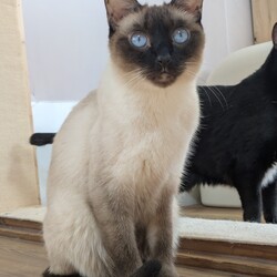 わんにゃん譲渡会