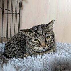 わんにゃん譲渡会