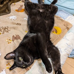 わんにゃん譲渡会