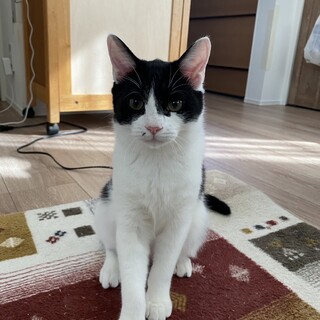 口元にゴマついてます。ちぃくん　5ヶ月