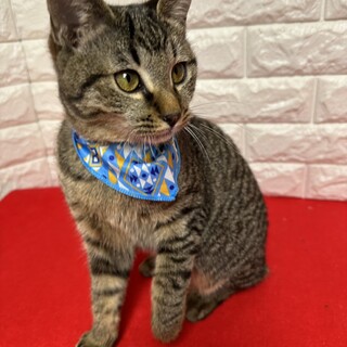 ひっつき猫、デレ猫、慣れ慣れ甘猫、飼って正解❤みそ