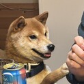 柴犬の展覧会に出そうとしたほどの美柴犬♡♡3歳