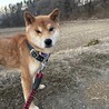 柴犬の展覧会に出そうとしたほどの美柴犬♡♡3歳 サムネイル3