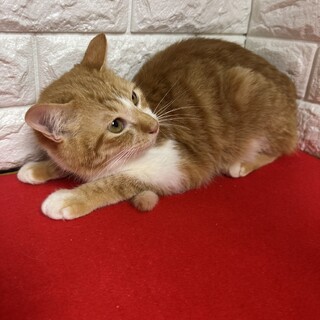 臆病な兄弟なのに抱っこ、爪切り大丈夫❤ポッポ