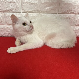 臆病な兄弟なのに抱っこ、爪切り大丈夫❤クック