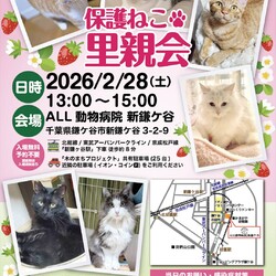 鎌ケ谷開催！保護ねこ里親会