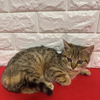 シャーは挨拶！抱っこも爪も切れます❤可愛いおかか