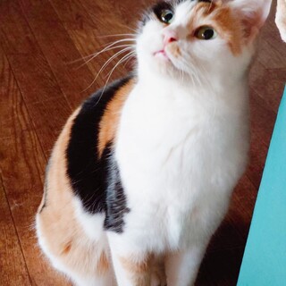 �V�j�A���ѕ��ݗǂ��O�т̃X�~������