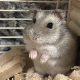 里親になってくださる方を探しております