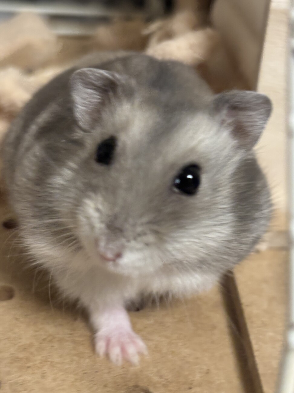 里親になってくださる方を探しております サムネイル2