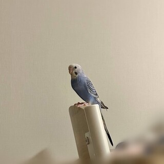 セキセイインコ オパーリン色