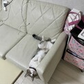 甘えん棒のプリンちゃん