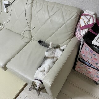 甘えん棒のプリンちゃん