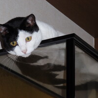 ちびすけ４代目