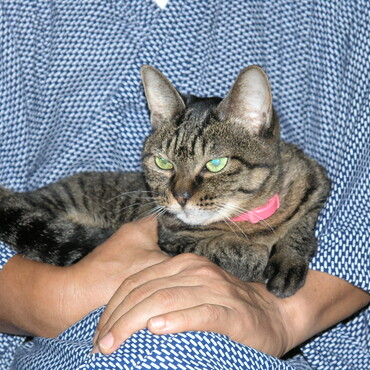 首にのみ取り首輪をしています